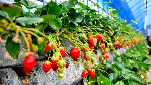 <Web割対象商品>【キングツアーバス旅】早咲き山の手さくらと焼津マグロ尽くし 石垣いちご狩り食べ放題♪〔聖蹟桜ヶ丘・多摩センター発〕3